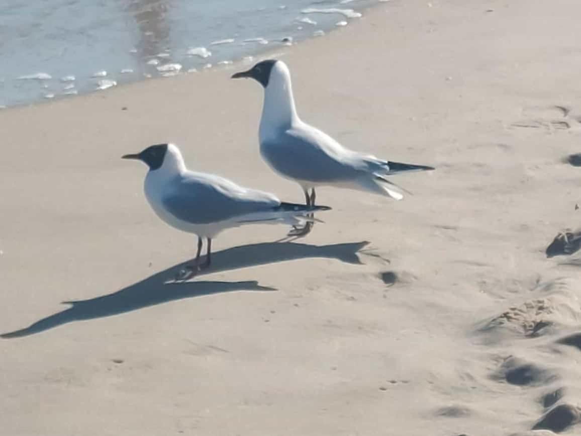 Apartment Ostseewind - In Der Strandstrasse-fuehrt Zur Seebruecke *