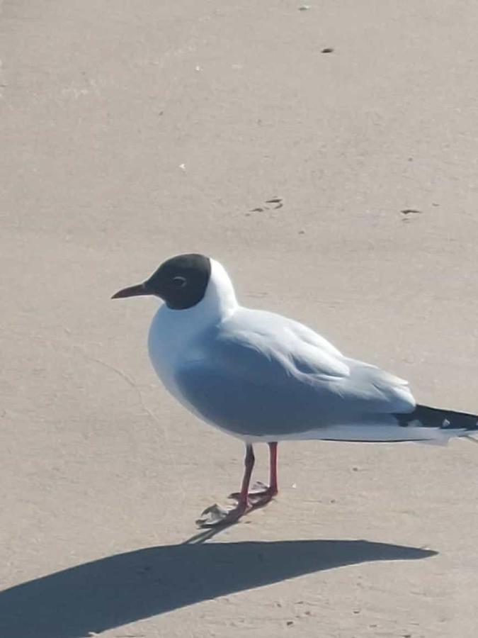 Apartment Ostseewind - In Der Strandstrasse-fuehrt Zur Seebruecke